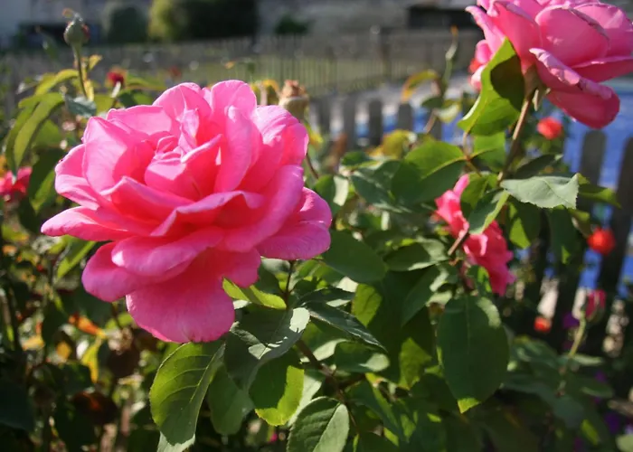 Loire Escapes - Fuer Selbstversorger Auf Dem Lande In Frankreich - Ein Fri By Interhome Berrie